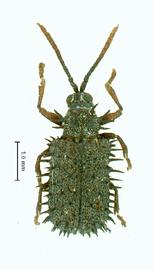   Dactylispa  habitus. 